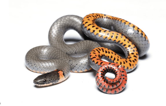 Eastern Garter Snake all curled up.